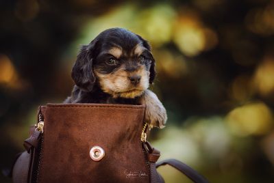 Dream Cocker Babys_82