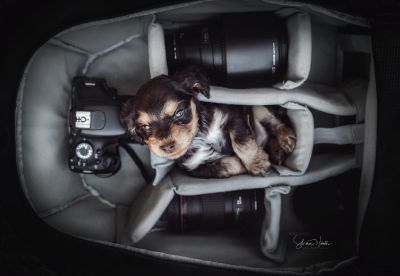 Dream Cocker Babys_83