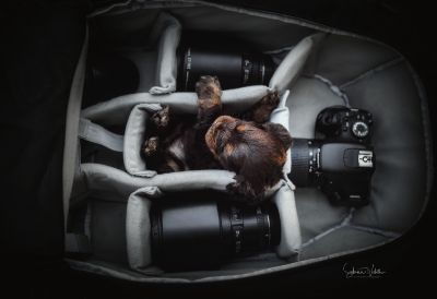 Dream Cocker Babys_84