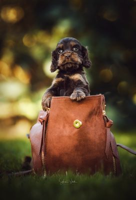 Dream Cocker Babys_85