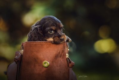 Dream Cocker Babys_86