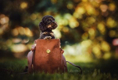 Dream Cocker Babys_87