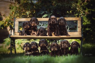 Dream Cocker Babys_88