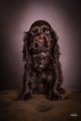 Dream Cocker Babys_89