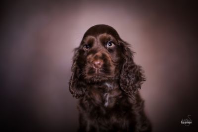 Dream Cocker Babys_90