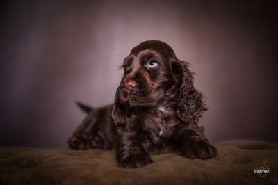 Dream Cocker Babys_91