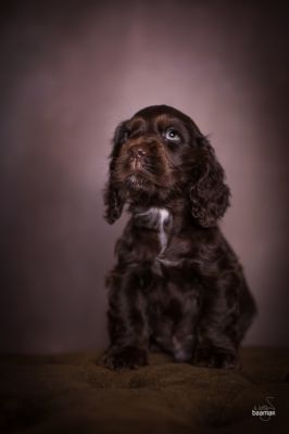 Dream Cocker Babys_95