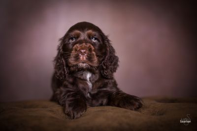 Dream Cocker Babys_97