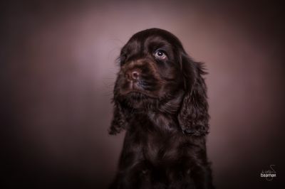 Dream Cocker Babys_99