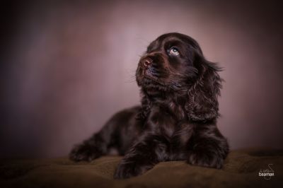 Dream Cocker Babys_100