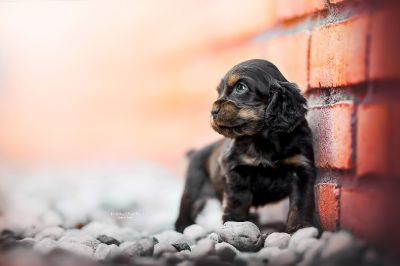 Dream Cocker Babys_101