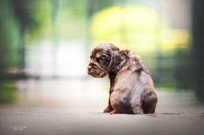 Dream Cocker Babys_102