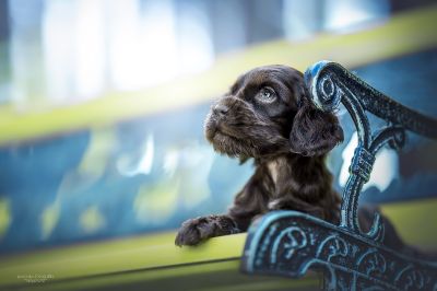 Dream Cocker Babys_103