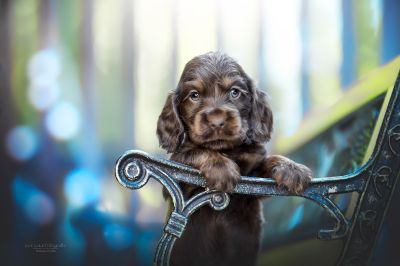 Dream Cocker Babys_107