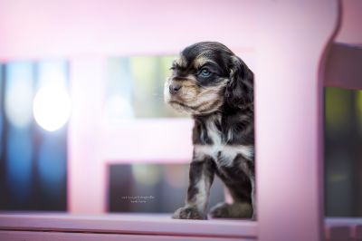 Dream Cocker Babys_109