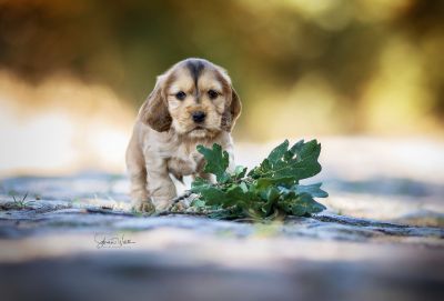 Dream Cocker Babys_112