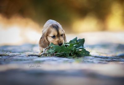 Dream Cocker Babys_113