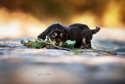 Dream Cocker Babys_115