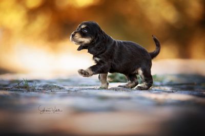 Dream Cocker Babys_117