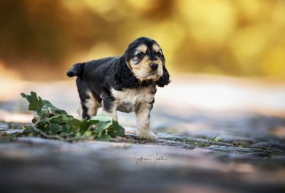 Dream Cocker Babys_118