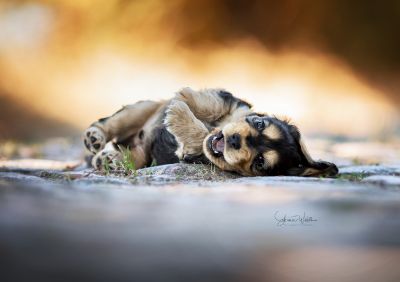 Dream Cocker Babys_120