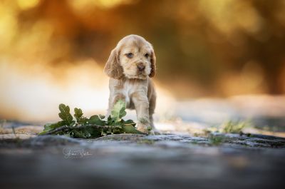 Dream Cocker Babys_121