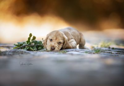 Dream Cocker Babys_122