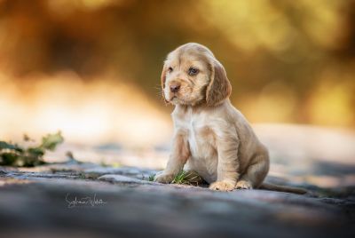 Dream Cocker Babys_123