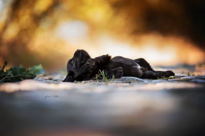 Dream Cocker Babys_125