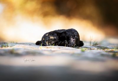 Dream Cocker Babys_129