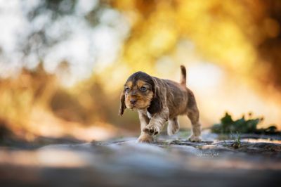 Dream Cocker Babys_132