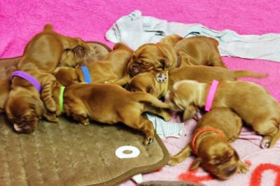 Wenn aus Liebe Leben wird...