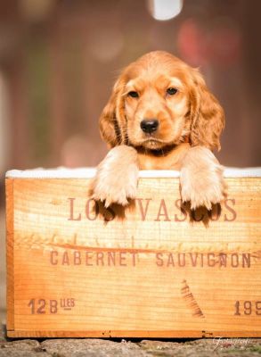 Usher von Dream Cocker