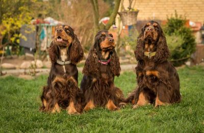 Cheery Queen Syrbianus_3