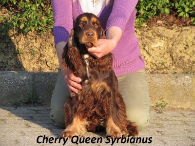 Cheery Queen Syrbianus_4