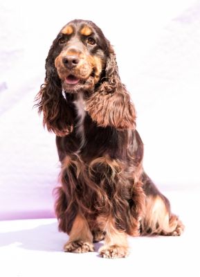 Cheery Queen Syrbianus_5