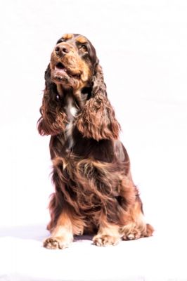 Cheery Queen Syrbianus_6