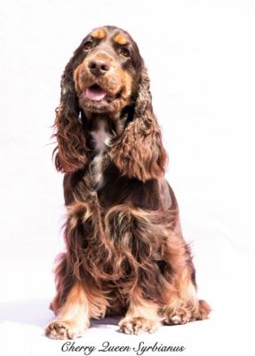 Cheery Queen Syrbianus_9