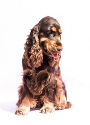 Cheery Queen Syrbianus_10