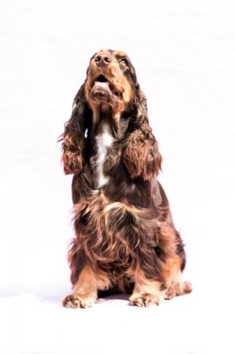 Cheery Queen Syrbianus_11