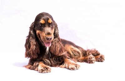 Cheery Queen Syrbianus_12