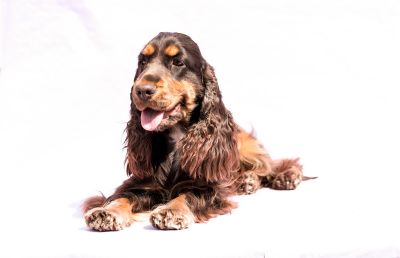 Cheery Queen Syrbianus_14