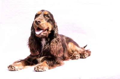 Cheery Queen Syrbianus_16