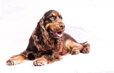 Cheery Queen Syrbianus_17