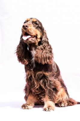 Cheery Queen Syrbianus_18