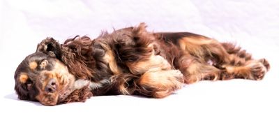 Cheery Queen Syrbianus_19