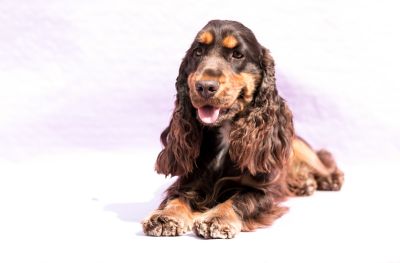 Cheery Queen Syrbianus_20