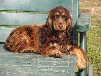 Cheery Queen Syrbianus als Baby_1