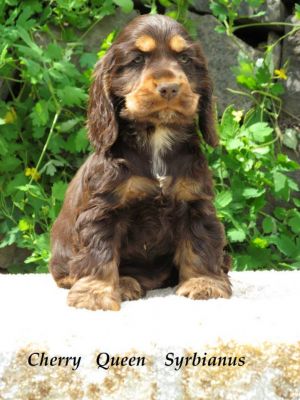 Cheery Queen Syrbianus als Baby_3