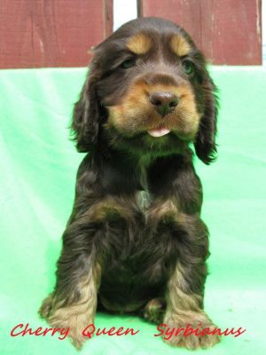 Cheery Queen Syrbianus als Baby_2